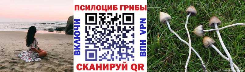 Купить  Бронницы  Псилоцибиновые грибы Psilocybine cubensis 
